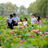舒城县棠树乡数百亩荷花竞相绽放