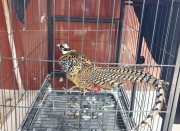 �����������������ڽ�ʩ����